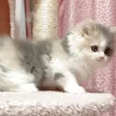 ミヌエット(長足)【愛媛県・女の子・2025年6月4日・ダイリュートキャリコ】の写真4