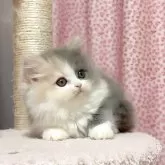 ミヌエット(長足)【愛媛県・女の子・2025年6月4日・ダイリュートキャリコ】の写真5