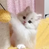 ミヌエット(長足)【愛媛県・男の子・2025年10月5日・クリームタビーアンドホワイト】の写真5