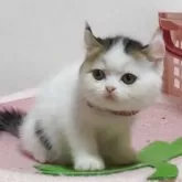 ミヌエット(長足)【愛媛県・女の子・2025年9月16日・ブラウンタビーアンドホワイト】の写真6