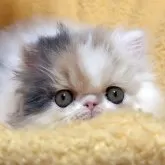 エキゾチックショートヘア【愛媛県・女の子・2025年10月8日・キャリコ ロング】の写真6