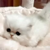 ペルシャ(チンチラ)【愛媛県・女の子・2025年10月11日・チンチラシルバー】の写真6