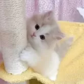 ミヌエット(長足)【愛媛県・男の子・2025年10月5日・クリームタビーアンドホワイト】の写真7