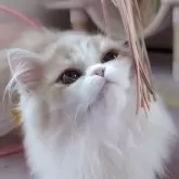 ミヌエット(長足)【愛媛県・男の子・2025年6月17日・クリームタビーアンドホワイト】の写真7