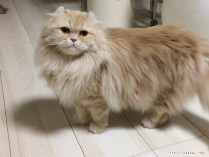 アメリカンカール【・女の子・2020年10月24日・クリームタビー】