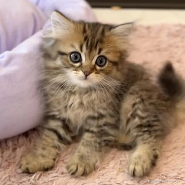ID:2303-00197の子猫