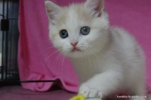 ID：1704-00808の子猫