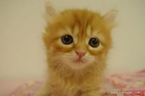 ID:1908-01019の子猫