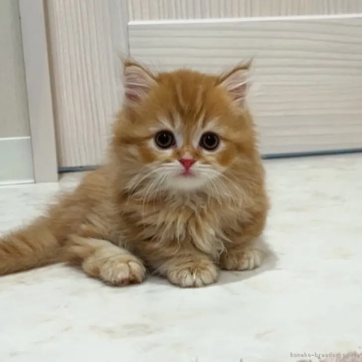 ID：2306-00009の子猫