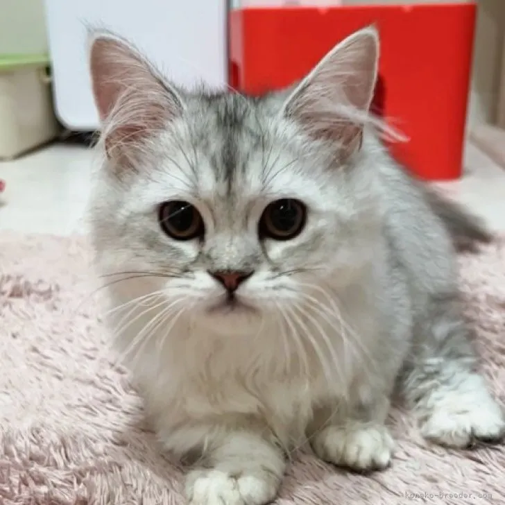 ID:2304-03063の子猫