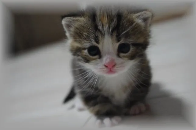 ID：1402-00062の子猫