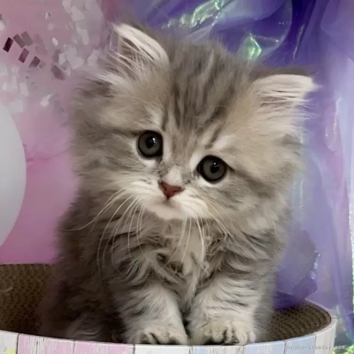 ID：2404-00540の子猫