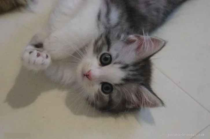 ID:1606-00983の子猫