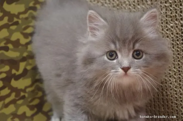 ID：1911-00872の子猫