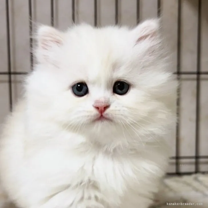 ID：2311-01347の子猫