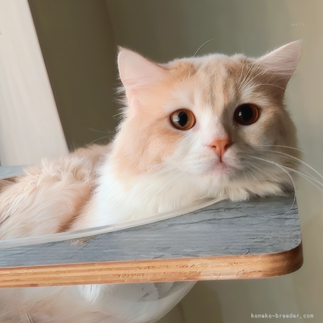 マンチカン【・男の子・2023年12月18日・レッドタビー&amp;ホワイト】