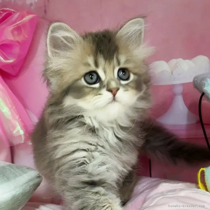 ID:2310-02775の子猫