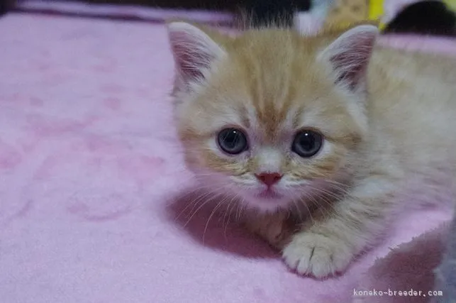 ID:1705-00183の子猫