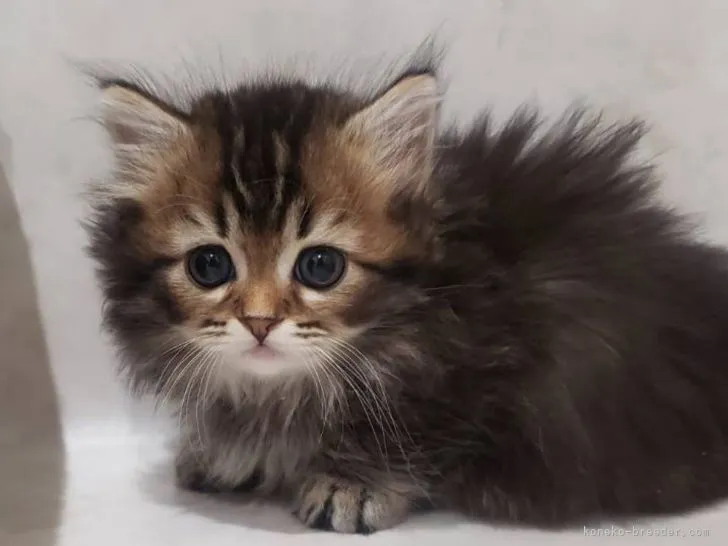 ID:2111-00929の子猫