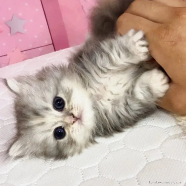 ID:2308-00371の子猫