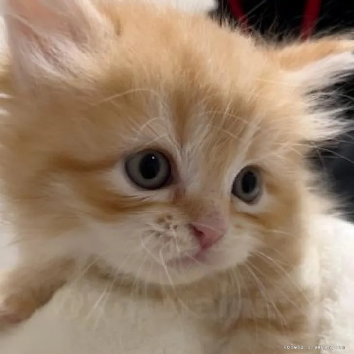 ID:2211-02398の子猫
