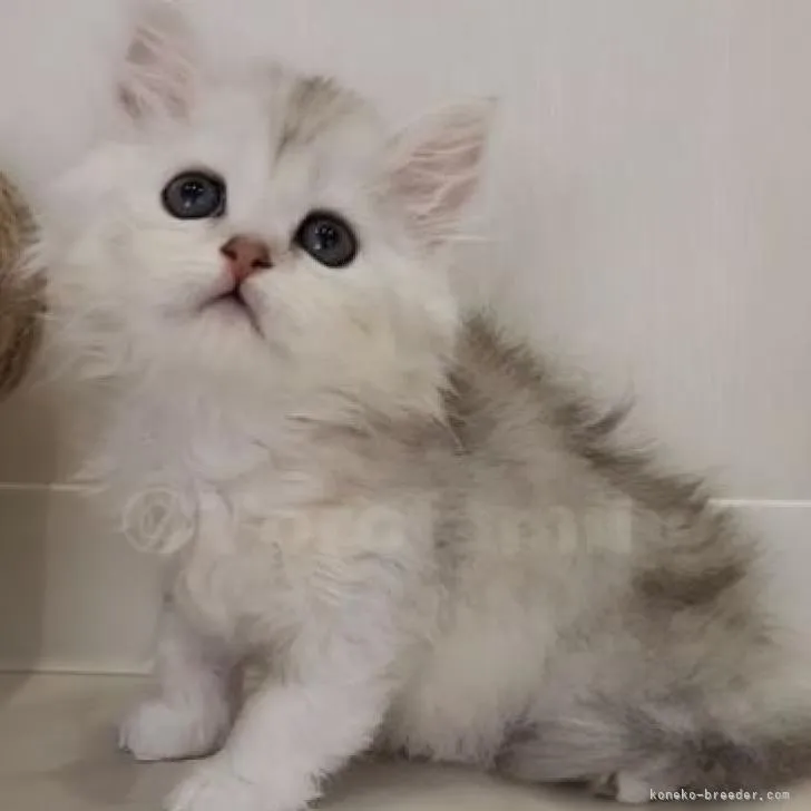 ID:2211-01261の子猫