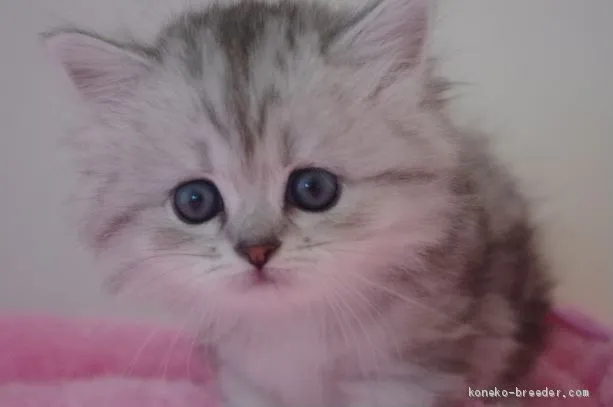 ゆき2525 様のお迎えした子猫