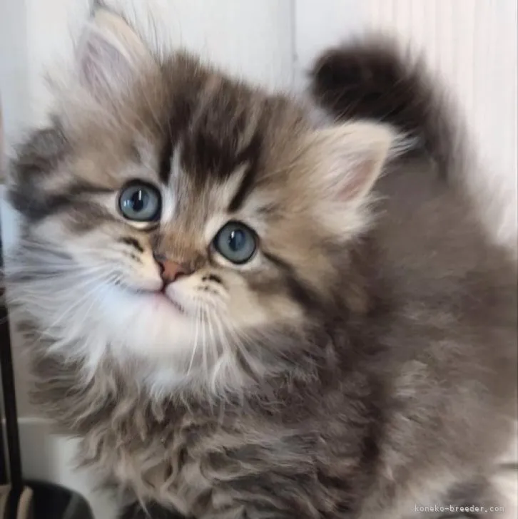ID:2304-01106の子猫