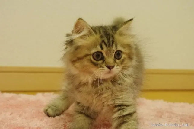 ID:1709-00828の子猫