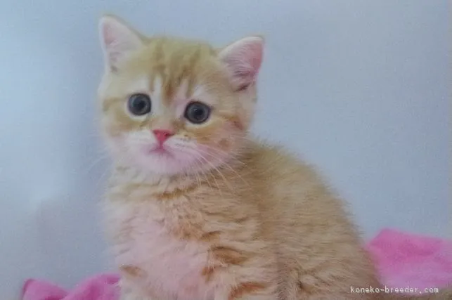 ID:1705-00184の子猫