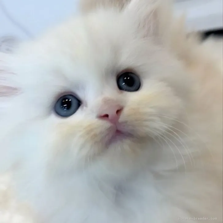 ID:2304-00117の子猫