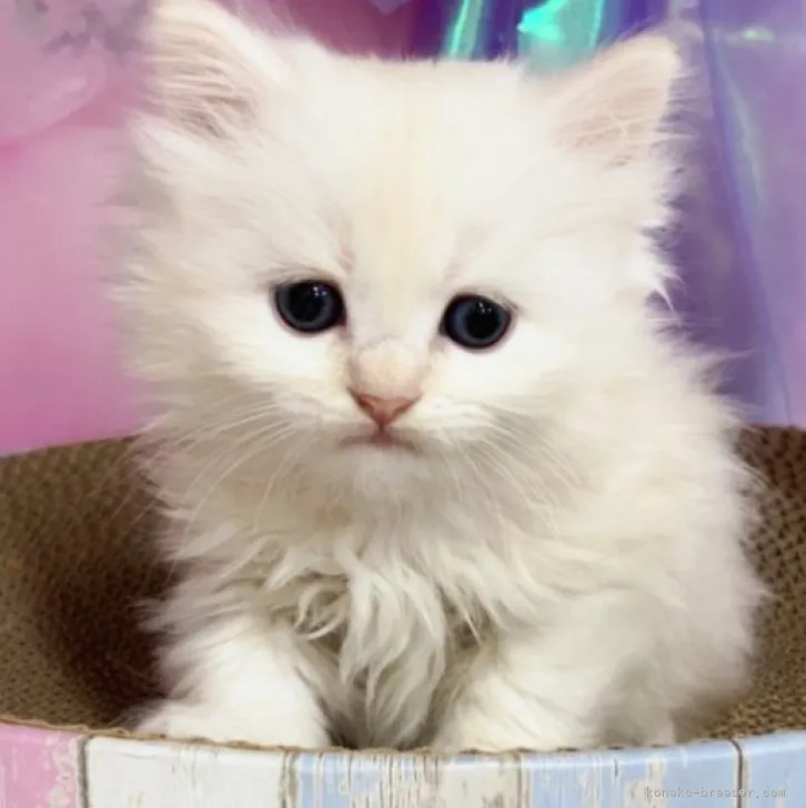 ID:2308-00550の子猫