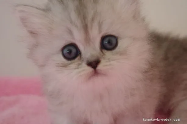 E.S 様のお迎えした子猫