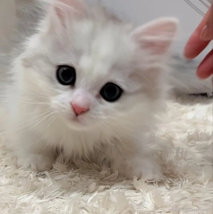 ID：2304-02345の子猫