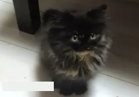 ID:1604-00258の子猫