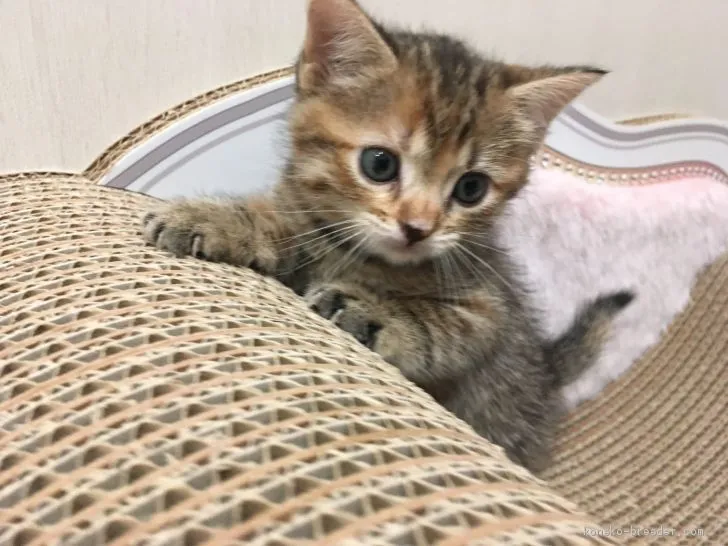 ID：2011-00636の子猫