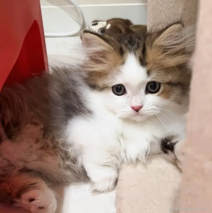 ID：2310-01932の子猫