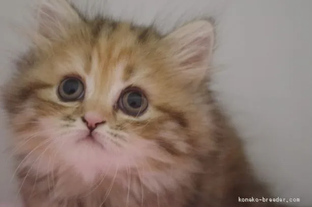 ID:1906-00774の子猫