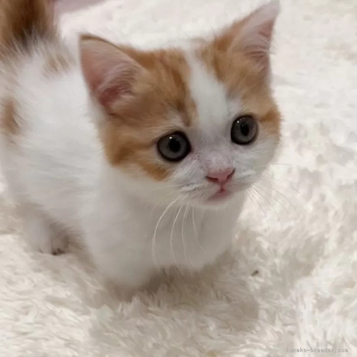ID:2405-02527の子猫