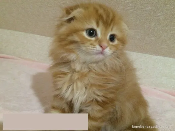 ID：1606-00751の子猫