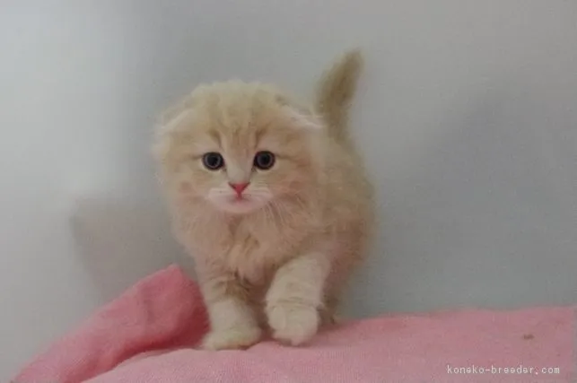 ID：1704-01276の子猫