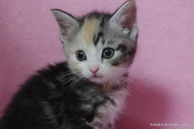 ID:1706-00382の子猫