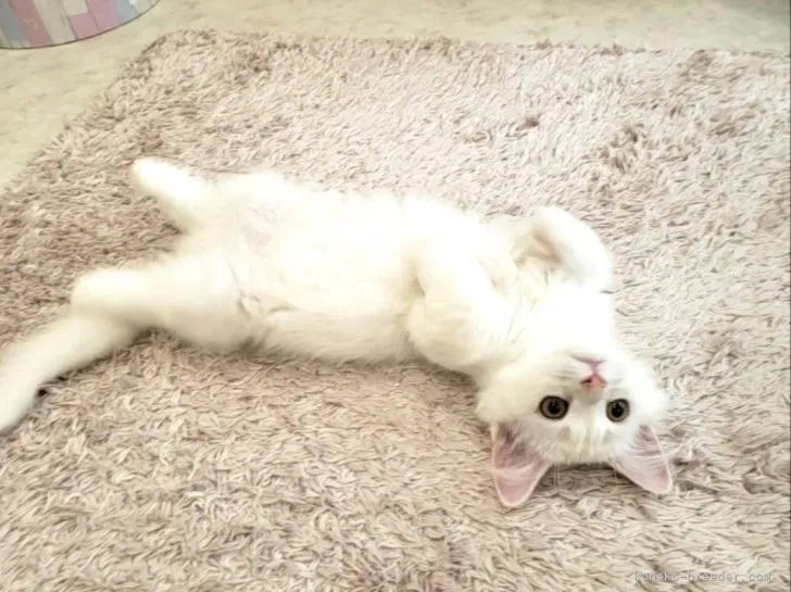 ゆき 様のお迎えした子猫