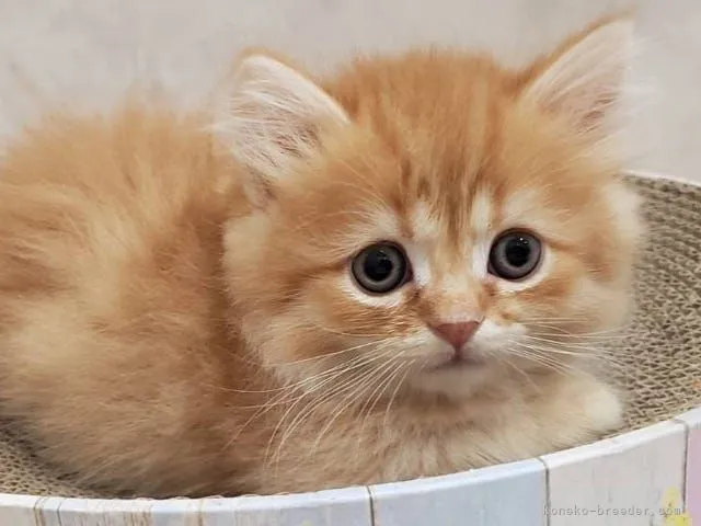 ID:2111-00231の子猫