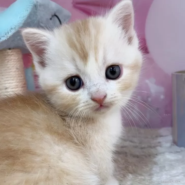 ID:2412-01190の子猫