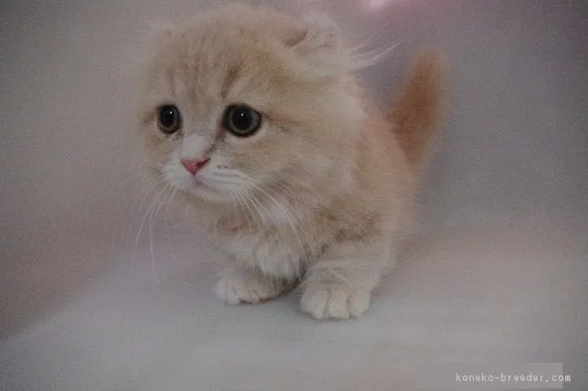 ちゃあ 様のお迎えした子猫