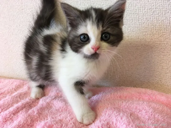 ID：2008-01693の子猫