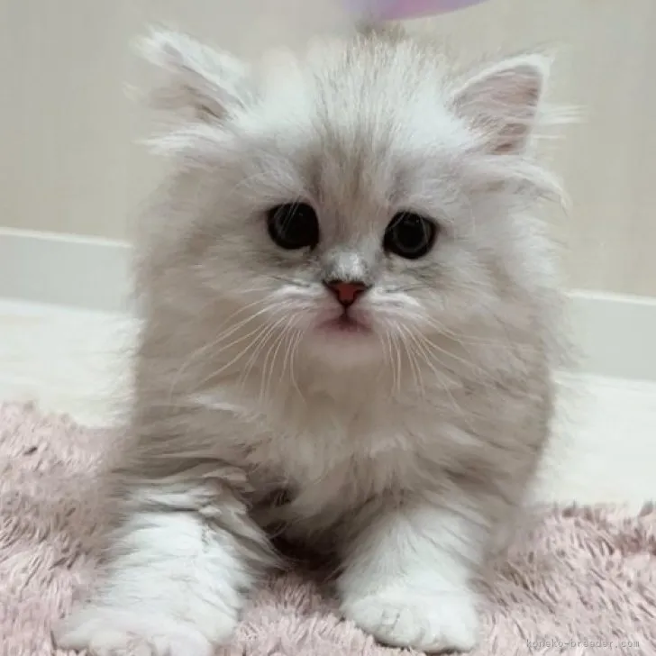 ID：2305-02482の子猫