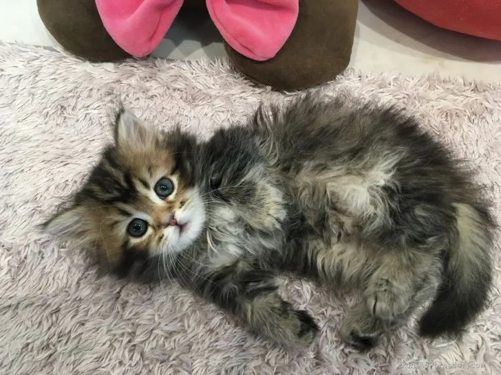 ID：2102-00761の子猫