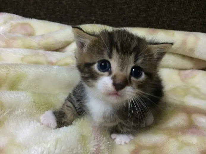 ID:1409-00120の子猫